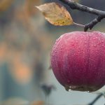 apple-1122537_1920