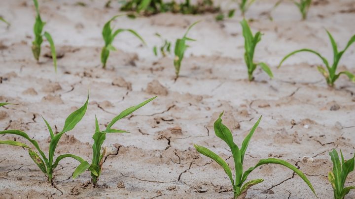 Szacowanie skutków suszy – wnioski