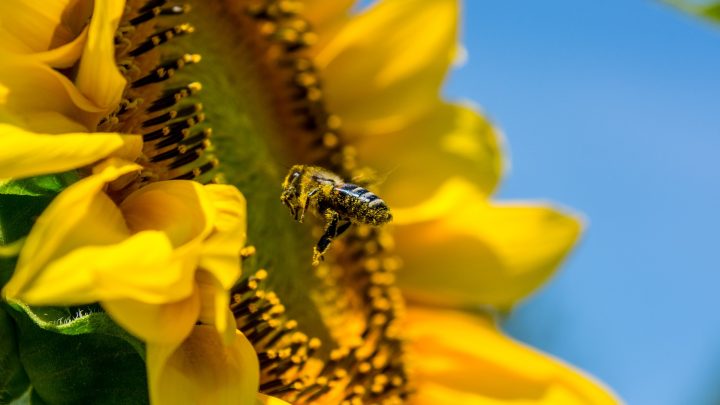 KOMUNIKAT – Zasady stosowania środków ochrony roślin w sposób bezpieczny dla pszczół