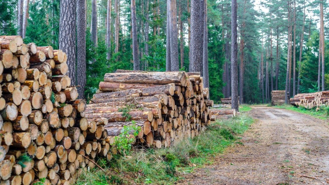 Harmonogram wyznaczania drzew do wycinki – październik – listopad 2021