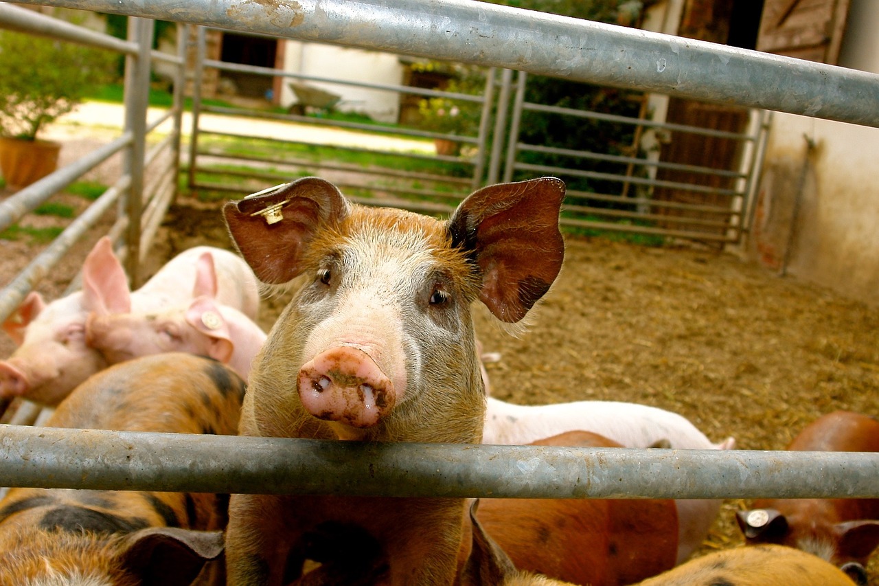 Nowe obowiązki hodowców świń